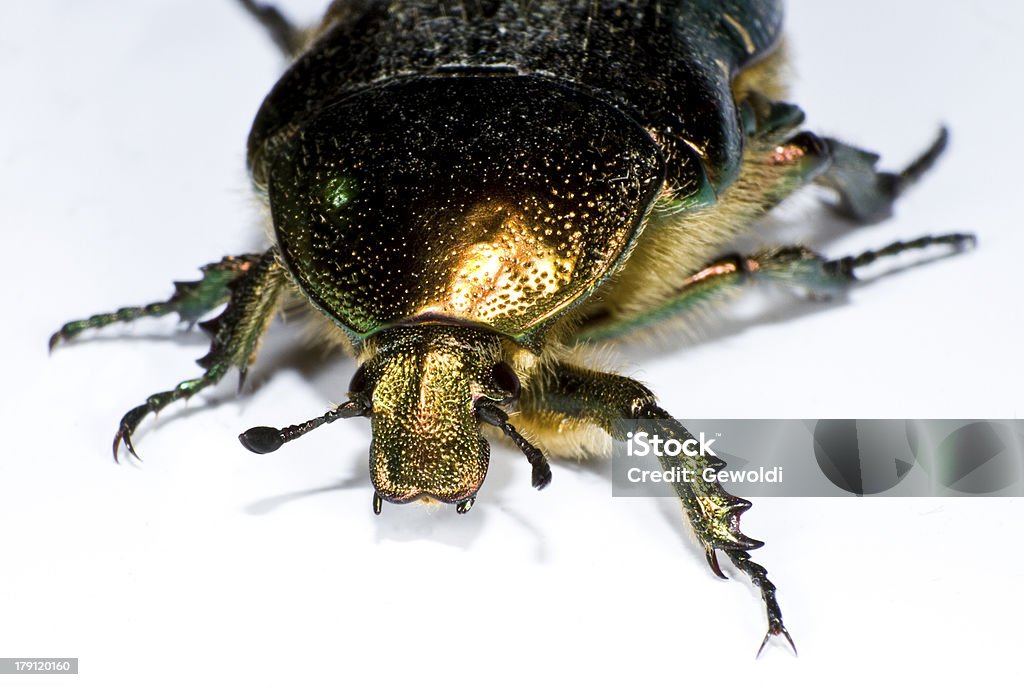 bug in close up colorful bug (insect) in extreme close up Animal Stock Photo