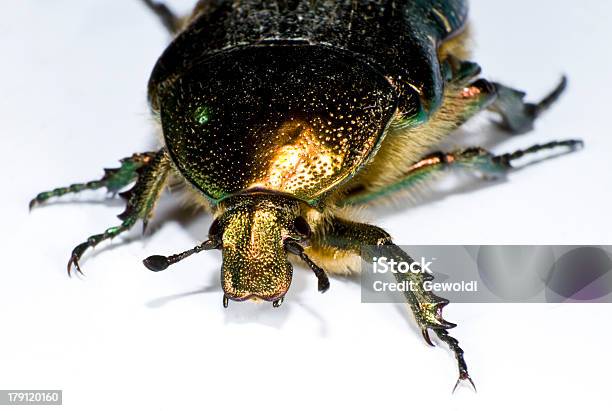 Bug In Close Up Stock Photo - Download Image Now - Animal, Animal Body Part, Animal Eye