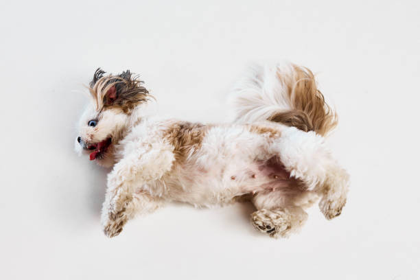 istock Playful, active, purebred Shih Tzu in motion, playing, lying on floor isolated on white studio background. 1791202109
