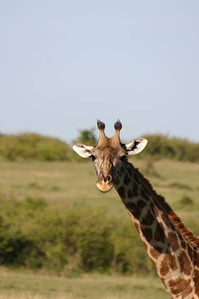 Masai-Giraffe (Giraffa camelopardalis tippelskirchi). This giraffe is also known as Maasai Giraffe or Kilimanjaro Giraffe is the largest giraffe and the tallest land mammal. This one walks in the African Savannah in the Masai Mara, Kenya, East Africa.
