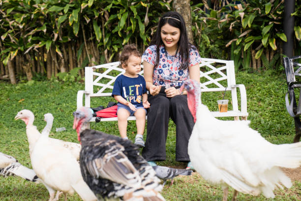 family With Chickens, turkey and pigeon at public park A mother and her toddler aged little boy pet and feed their poultry at city park pigeon family stock pictures, royalty-free photos & images