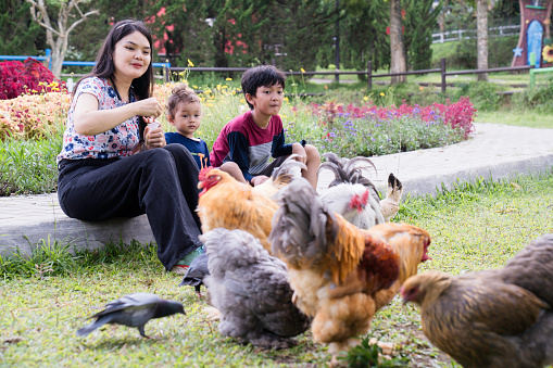 A mother and her son feed their poultry  at their farm