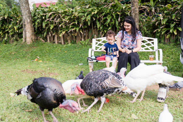 family With Chickens, turkey and pigeon at public park A mother and her toddler aged little boy pet and feed their poultry at city park pigeon family stock pictures, royalty-free photos & images