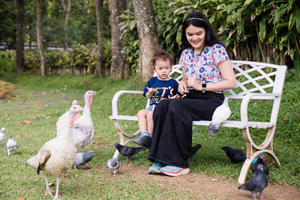family With Chickens, turkey and pigeon at public park A mother and her toddler aged little boy pet and feed their poultry at city park pigeon family stock pictures, royalty-free photos & images