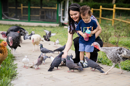 A mother and her toddler aged little boy pet and feed their poultry  at their farm