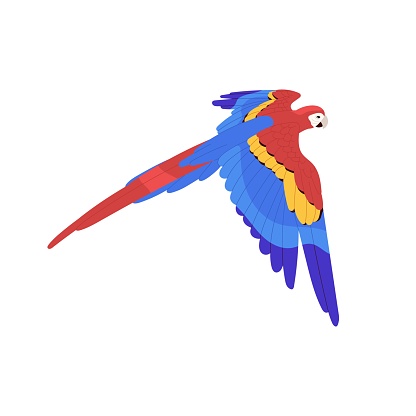 Scarlet macaw flying, spread wings. American rainforest parrot, tropical bird, ara fly in air. Exotic pet, feathered animal. Jungle fauna, nature. Flat isolated vector illustration on white background.