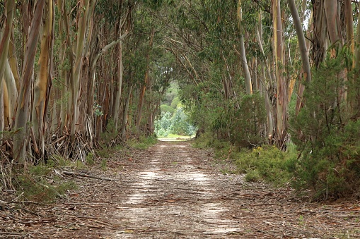 A scenic view of a dirt road lined with green trees