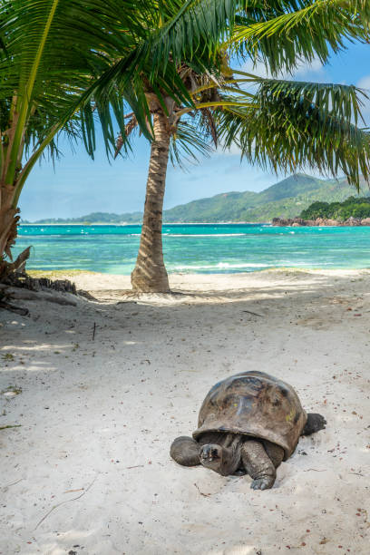 Giant Tortoise on the beach at Curieuse island, Seychelles stock photo