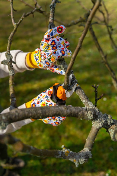 istock Unrecognizable woman pruning fruit trees. Hand with pruning shears detail. Springtime gardening jobs. 1791217802
