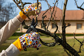 Unrecognizable woman pruning fruit trees. Hand with pruning shears detail. Springtime gardening jobs.