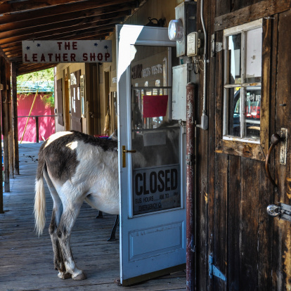 Stubborn or Frustrated Donkey in a Shop Door on Route 66