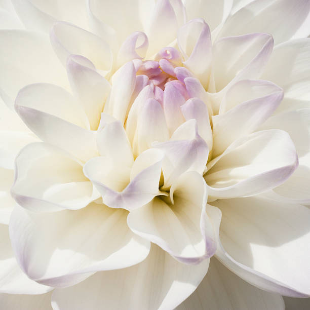 istock Bulb Dahlia, sparkling white and extreme closeup 179122135