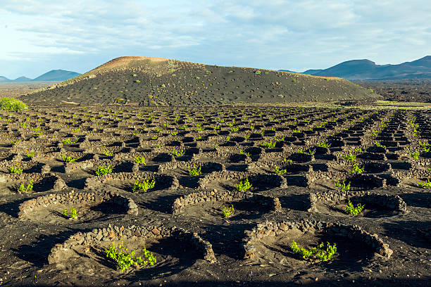 raisin magnifiques plantes poussent sur le sol volcanique dans la geria - lanzarote canary islands volcano green photos et images de collection