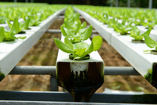 hydroponic verdura - technology farm cameron highlands agriculture foto e immagini stock