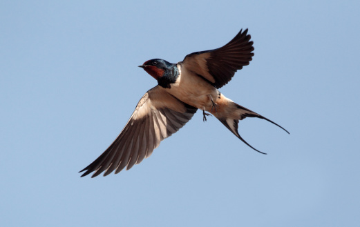 Swallow, Hirundo rustica, single bird in flight against blue sky,    Portugal, March 2010