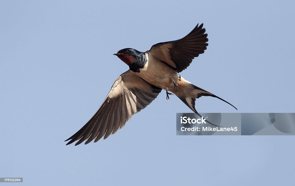 Swallow, Hirundo rustica Swallow, Hirundo rustica, single bird in flight against blue sky,    Portugal, March 2010 Swallow - Bird Stock Photo