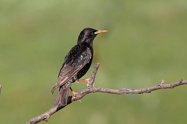 istock Starling, Sturnus vulgaris 179122428