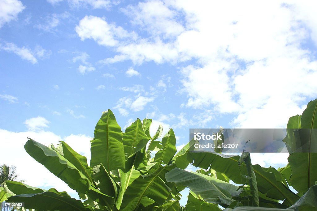 Hoja de banana - Foto de stock de Agricultura libre de derechos