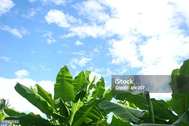 Hoja De Banana Foto de stock y más banco de imágenes de Agricultura - Agricultura, Aire libre, Bananero