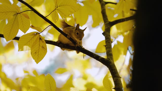 Cute brown squirrel sitting on wooden branch in autumn forest. Wild fluffy squirrel looking for food outside. Wildlife concept. Close-up. Slow motion.