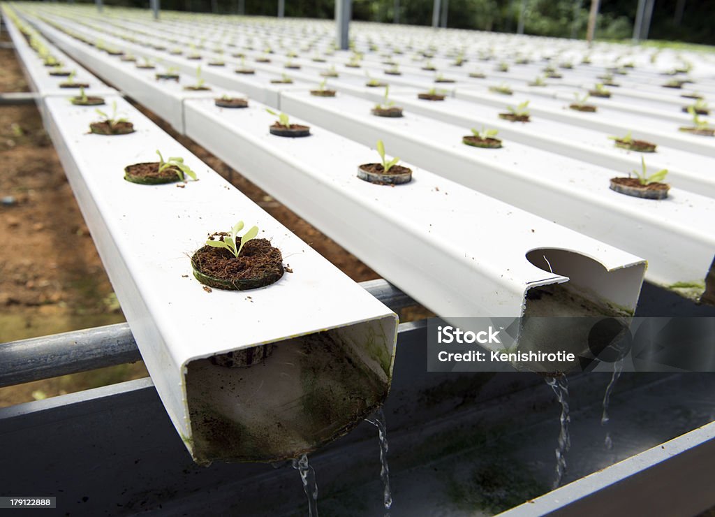 Hydroponic Gemüse - Lizenzfrei Agrarbetrieb Stock-Foto