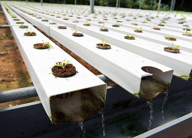 hydroponic verdura - technology farm cameron highlands agriculture foto e immagini stock