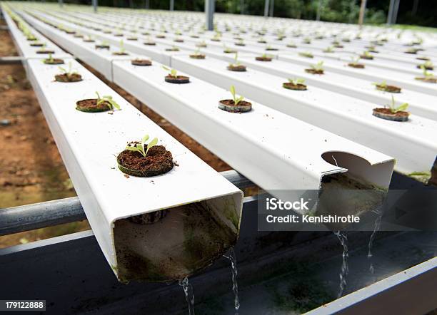 Hydroponic Verdura - Fotografie stock e altre immagini di Acqua - Acqua, Agricoltura, Ambientazione esterna