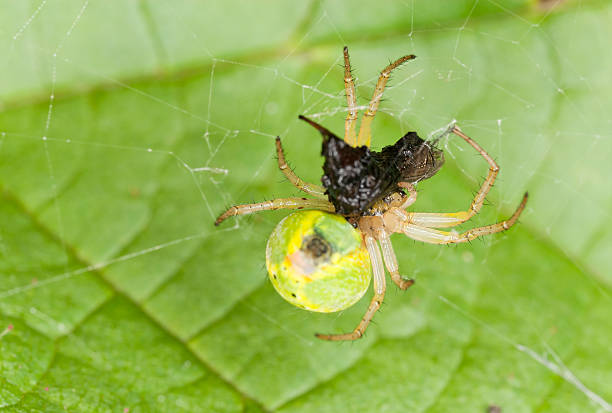 istock Cucumber spider with caught fly, extreme close up 179122908