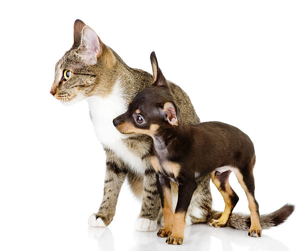 istock dog with a cat look aside 179122976