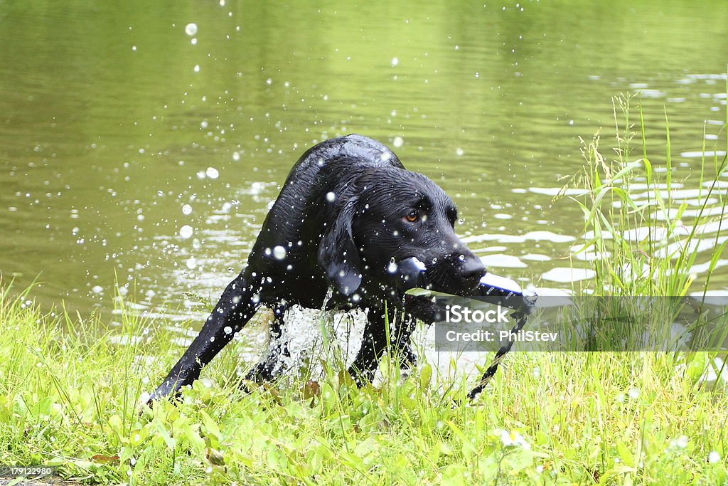 Lavoro Labrador Retriever in un lago - Foto stock royalty-free di Cane