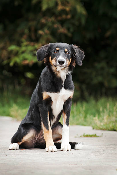 istock puppy border collie portrait 179122985