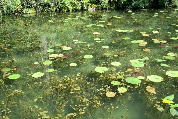 istock Monet's Pond in Gifu 1791230100