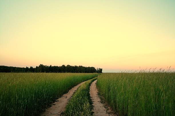 istock Rural landscape with wheat field on sunset 179123066