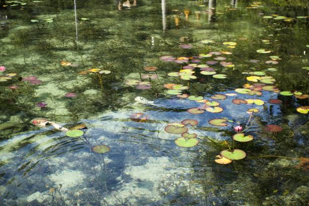 istock Clear and beautiful Monet's Pond in Gifu 1791230673