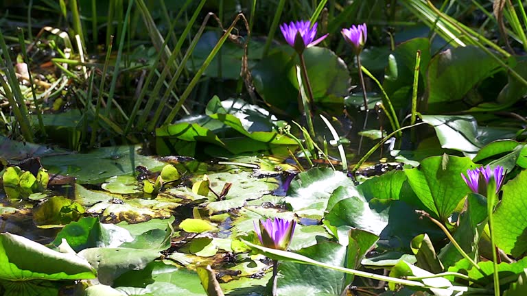 Bright sunlight shinging on the purple flowers of a water lily sitting proudly above the broad flat leaves of the plant growing on the surface of the water in a natural lake