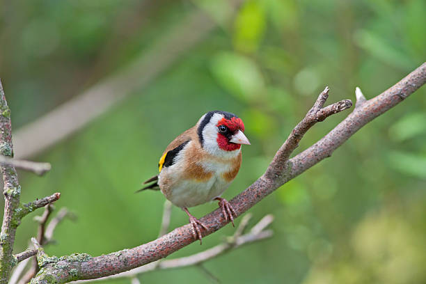 istock European Goldfinch 179123124