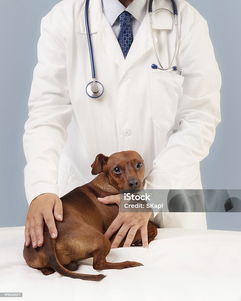 Tierarzt und seine Patienten - Lizenzfrei Berufliche Beschäftigung Stock-Foto