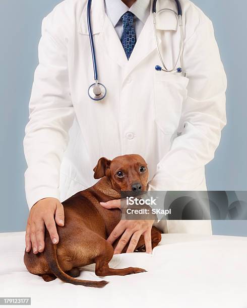 Tierarzt Und Seine Patienten Stockfoto und mehr Bilder von Berufliche Beschäftigung - Berufliche Beschäftigung, Beruflicher Umgang mit Tieren, Braun