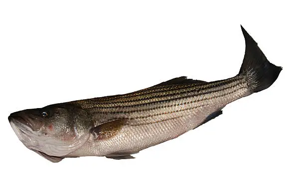 "This striped bass image is isolated on white. This bass was caught at Lake Murray near Columbia, South Carolina, where sport fishing is common. This type of bass is also known as a striper."