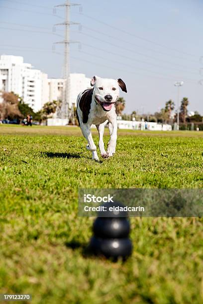 Pitbull Running Towards Dog Chew Toy At The Park Stock Photo - Download Image Now - Activity, Animal, Bright