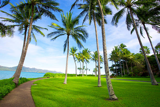 Tropical landscape of an island in the Whitsundays called Hayman Island Resort. Island foreshore lined with coconut palm trees.