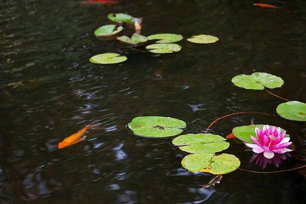 istock Pond with pink waterlily 179123345