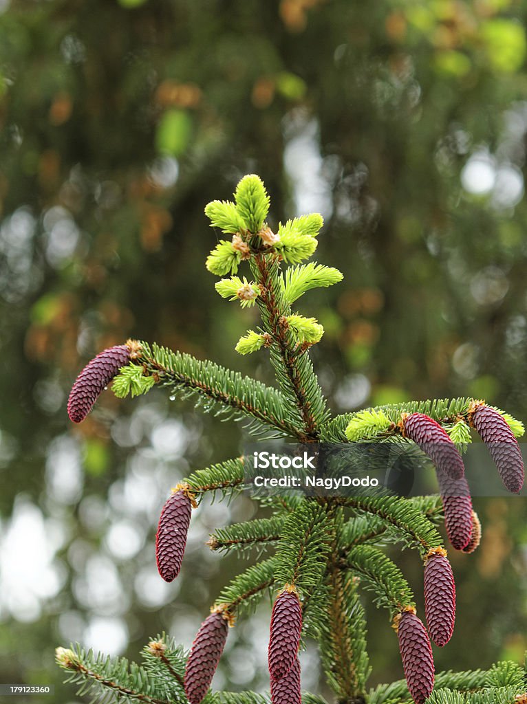 pine schießt und rote pinecones auf Baum - Lizenzfrei Ast - Pflanzenbestandteil Stock-Foto