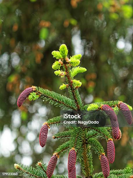 Pine Schießt Und Rote Pinecones Auf Baum Stockfoto und mehr Bilder von Ast - Pflanzenbestandteil - Ast - Pflanzenbestandteil, Baum, Bildhintergrund