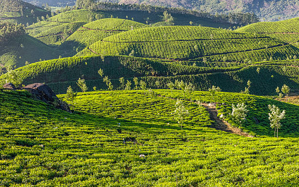 istock Tea plantation, Kannan Devan Hills, Munnar, Kerala, India. 179123460