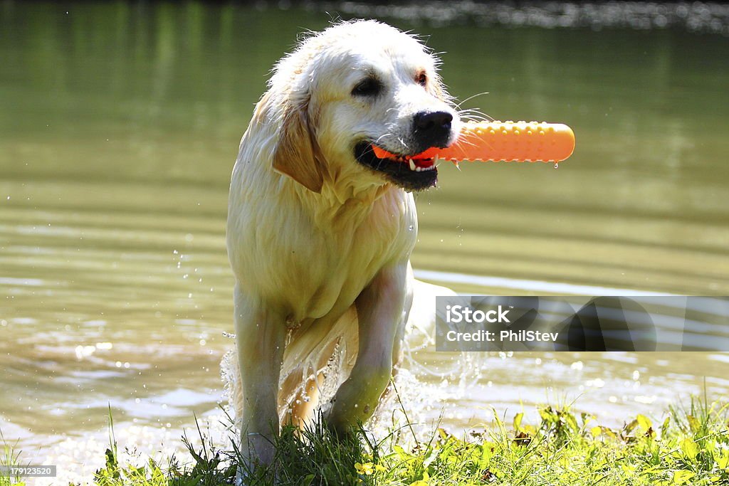 Die Golden Retriever auf See - Lizenzfrei Apportieren Stock-Foto