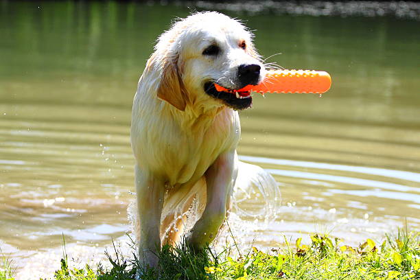 istock Working Golden Retriever in a lake 179123520