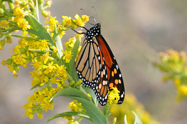 Photo of The Monarch butterfly busy working on a beautiful day.