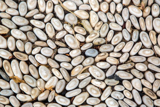 istock Background of round smooth stones, pebbles and shell rock 1791236392