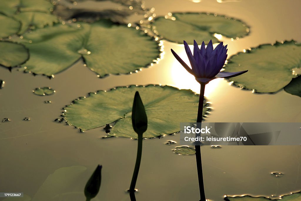 Flor de loto - Foto de stock de Aire libre libre de derechos